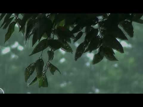 🎧Rain Sound while Sleeping | Rain on leaves - Ambient Noise For Sleep & Meditation #rainsounds