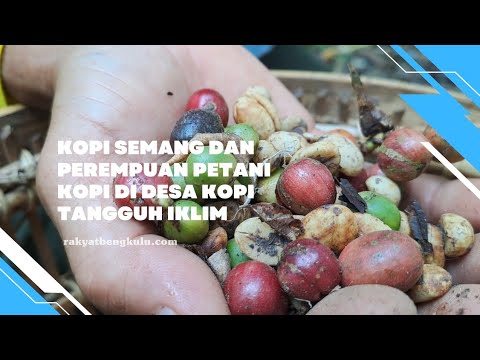Kopi Semang dan Perempuan Petani Kopi di Desa Batu Ampar