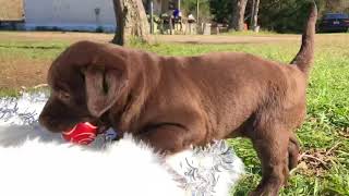 Video preview image #1 Labrador Retriever Puppy For Sale in HOUSTON, TX, USA