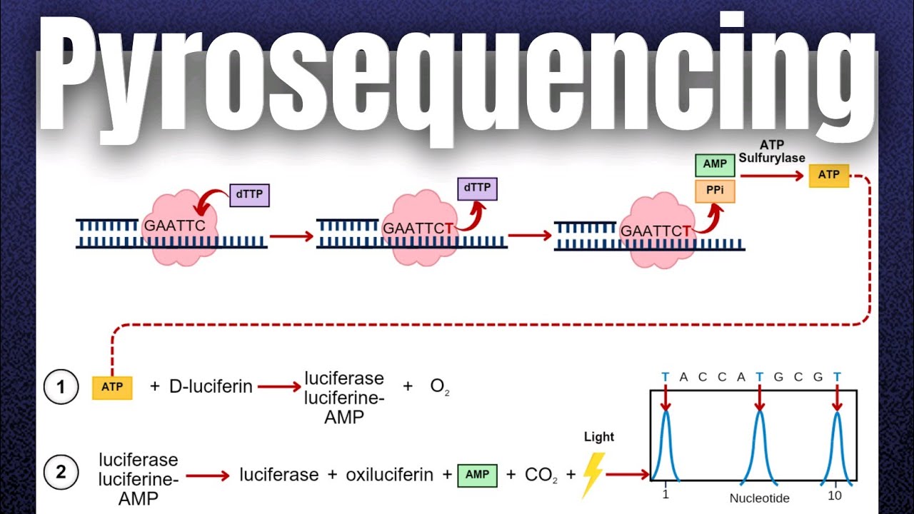 Pyrosequencing: Revolutionizing DNA Sequencing | Complete Overview | Molecular Biology