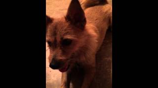 Who lets the dogs out