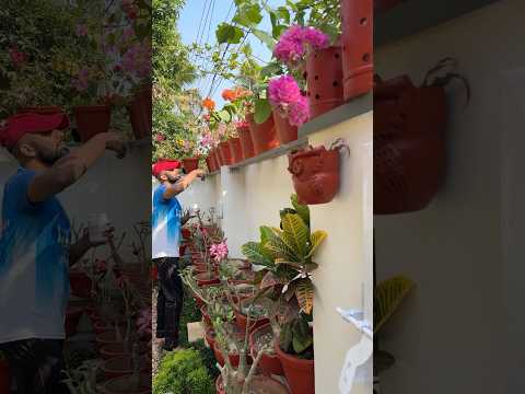 Here is my first valentine 💘 #jishnuuthaman #keralagarden #gardening #garden #amma #ammalove