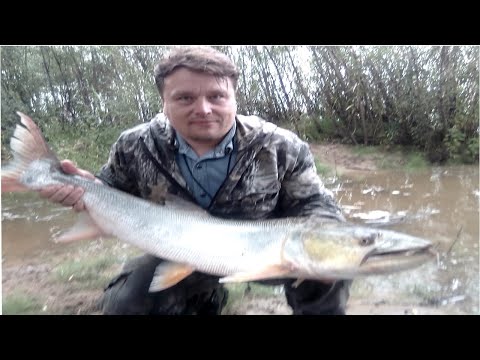 Рыбалка на Амуре сплавными сетями, контрольная тонь ждём лосося, Кета на подходе!