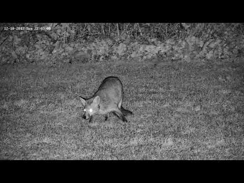 Rural vixen fox preening and rubbing on the grass