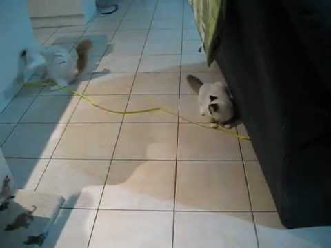 Playtime for Shaylee and Bella