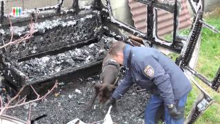preview picture of video 'Brandstiftungen Hainburg - Brandspürhunde im Einsatz'