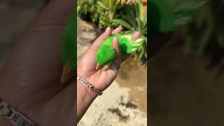 Download lagu Colorful chicks locked up in the house mp3