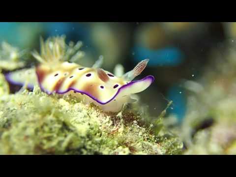 Centro de mergulho Plongée Île des Pins Kunie