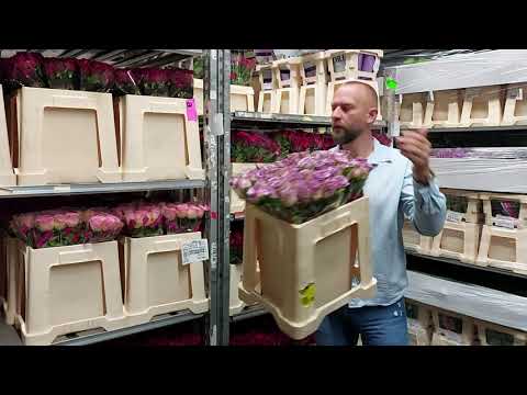 Den matek 2021 růže Sophia Loren a Dolcetto - Florea.cz