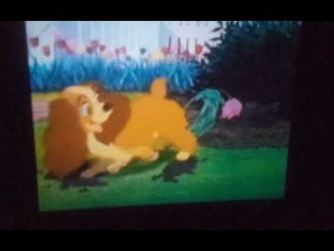 Walt Disney's Lady and the tramp (scene 2) lady's morning 🌄