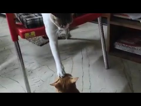 Cute Bittu and Kittu...#cat #trending #viral #cutecat #cutebaby #shorts