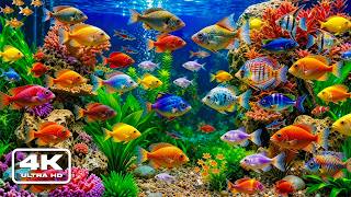 AQUARIUM 4K (UHD) 🐠 Beautiful Fish Swimming & Colorful Sea Life Video 