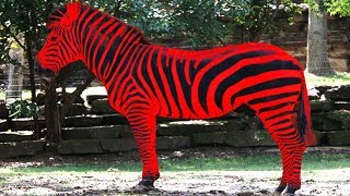 How Cats See The World