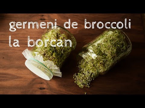 , title : 'Metodă ușoară de crescut broccoli la borcan ■ Broccoli sprouts  in a jar'