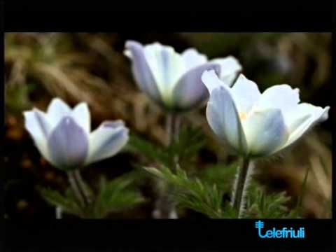 Intervento di Giuseppe Muscio - SentieriNatura 2013 - 17