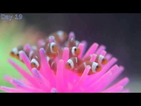 Our first clownfish babies