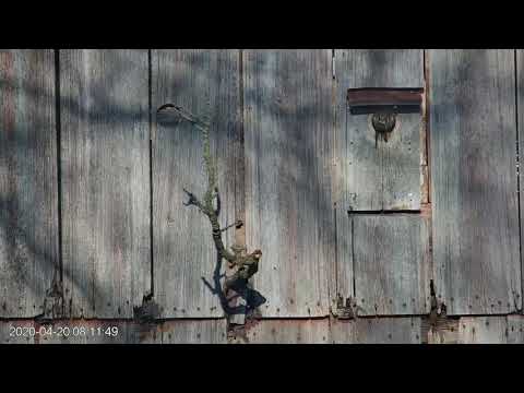 Snake Delivery! Male Kestrel Delivers Breakfast To Nest Box (Outside View) – April 20, 2020