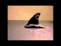 Shark attack on pigman - stop motion animation ...