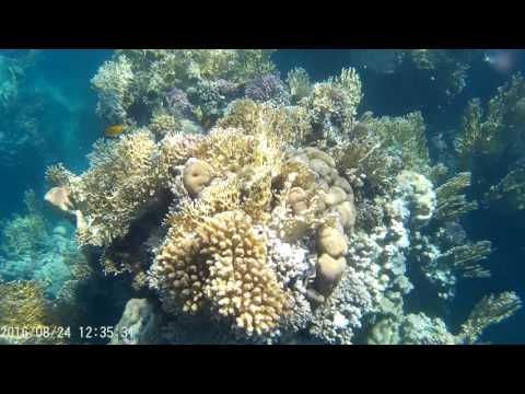 Šnorchlování v Marsa Alam Al bahr Al Ahmar  - Utopia beach club 3