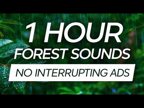 1 Hour - Rainforest Rain Sounds For Sleeping - Relaxing Nature Sounds, Tropical, Jungle, White Noise