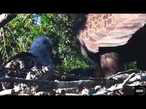 Rare Clip -   red-tail Hawk feeding in Eagle's nest - only 3 weeks old - SUPER  CLOSE