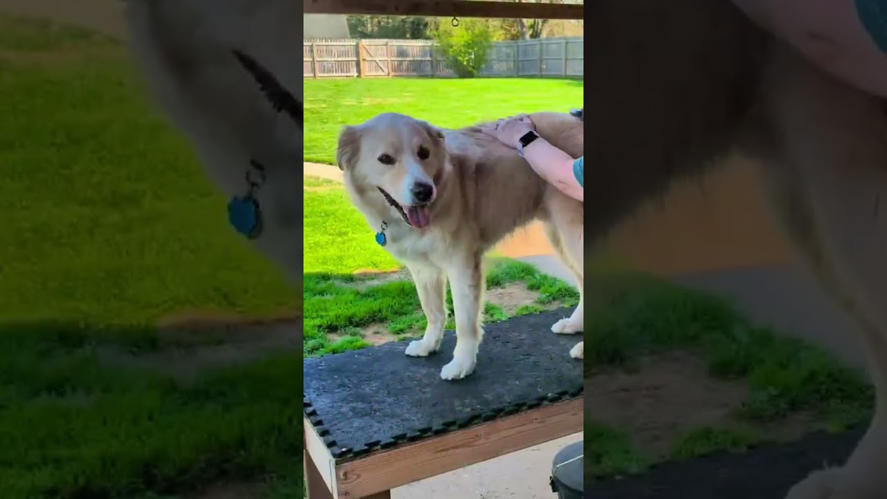 Enlarge Benson, a Adoptable mixed breed in Street, MD video 2/6