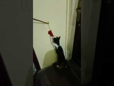 play with cat 😺