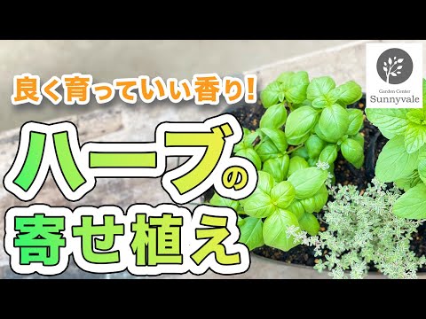 一年中香りや味を楽しむために、2月にどのハーブを植えるかを知っておくと良いでしょう。  庭園