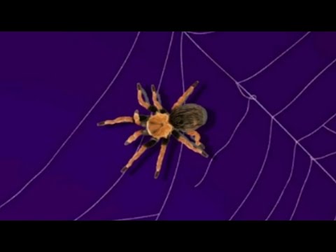 CAT GAMES ON SCREEN – SPIDER FOR CATS TO WATCH (1 HOUR)