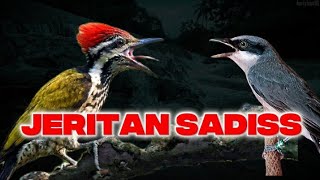 Download lagu DUET ADU PUKULANN PELATUK BAWANG VS JINJING PETULAK mp3 Download lagu DUET ADU PUKULANN PELATUK BAWANG VS JINJING PETULAK mp3