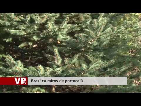 Brazi cu miros de portocală