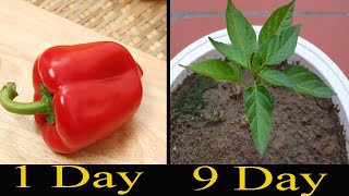 How to grow bell pepper plants, from store-bought bell peppers.