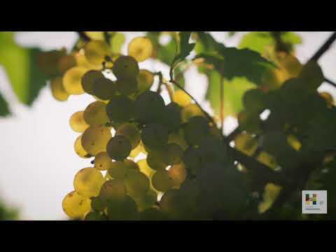 Herbst in den Hammelburger Weinbergen