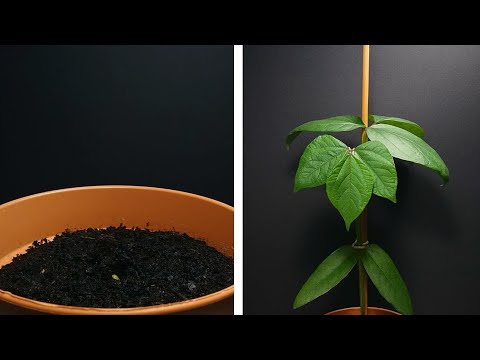 🌱 Mung bean time lapse - SEED TO GIANT PLANT in 100 days 🤩🪴