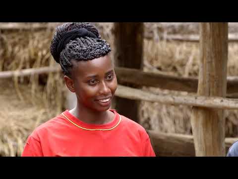 Shamba Shape Up Sn 9 - Ep 3: Dairy Cows, Mangoes, Marketing (English)