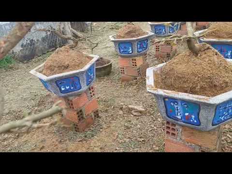 Guys, please refer to how to change soil and pot for yellow apricot tree.