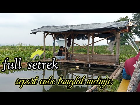 Mancing terbaru Cirata..... sport cabe Tangkil melinjo ikan melimpah harus di coba....