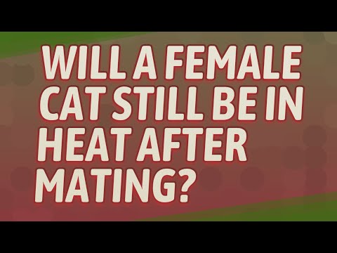 Will a female cat still be in heat after mating?