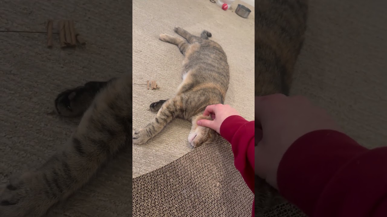 Marcie, a Adoptable mixed breed in Chicago, IL video 6/6
