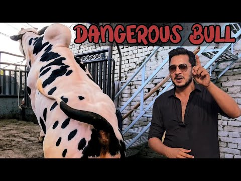 Alhumdulillah New Entry REVEALED 2026 Model Inshallah - Only for Dabba Lovers- Dangerous Unloading😳 