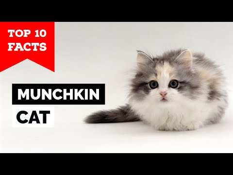 Munchkin Cat - Top 10 Facts