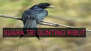Download lagu Suara pikat srigunting ribut yang paling ampuh mp3 Download lagu Suara pikat srigunting ribut yang paling ampuh mp3