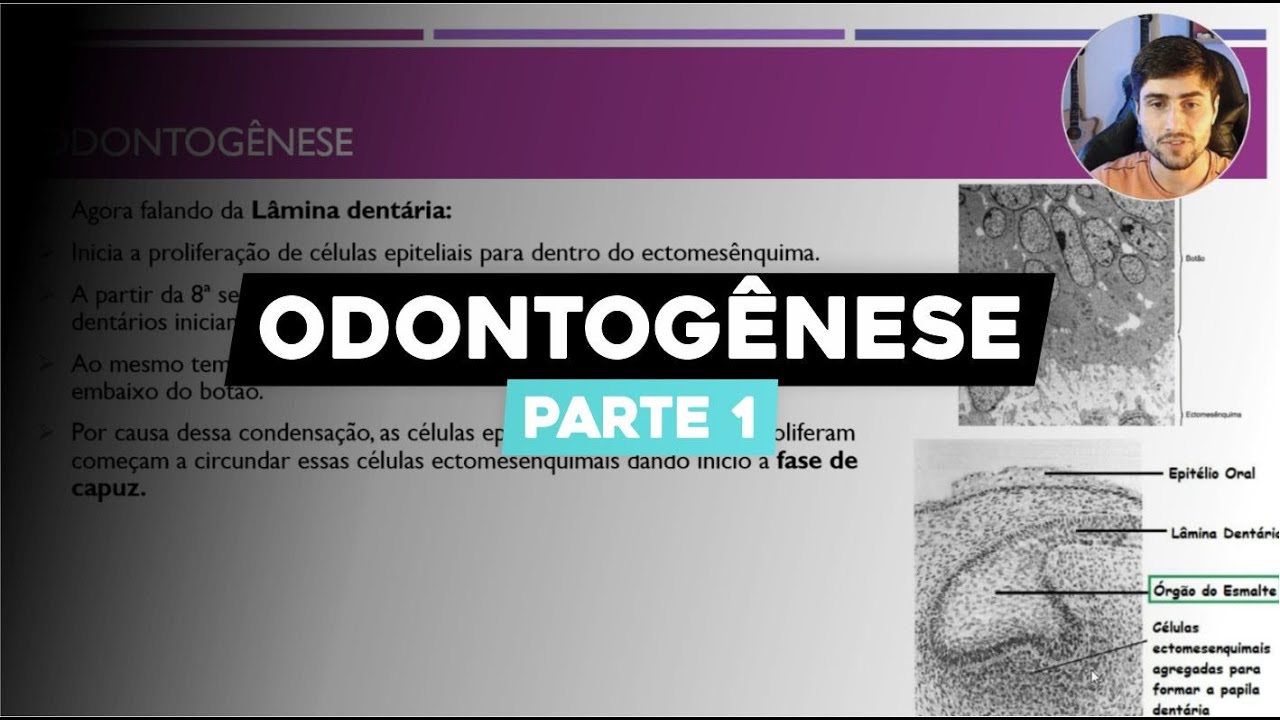 Odontogênese Parte 1: Do Tecido Oral aos Ameloblastos e Odontoblastos