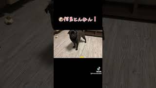 #パグ  #pug #犬 #いぬ #dog  #cute #可愛い #しゃべる犬