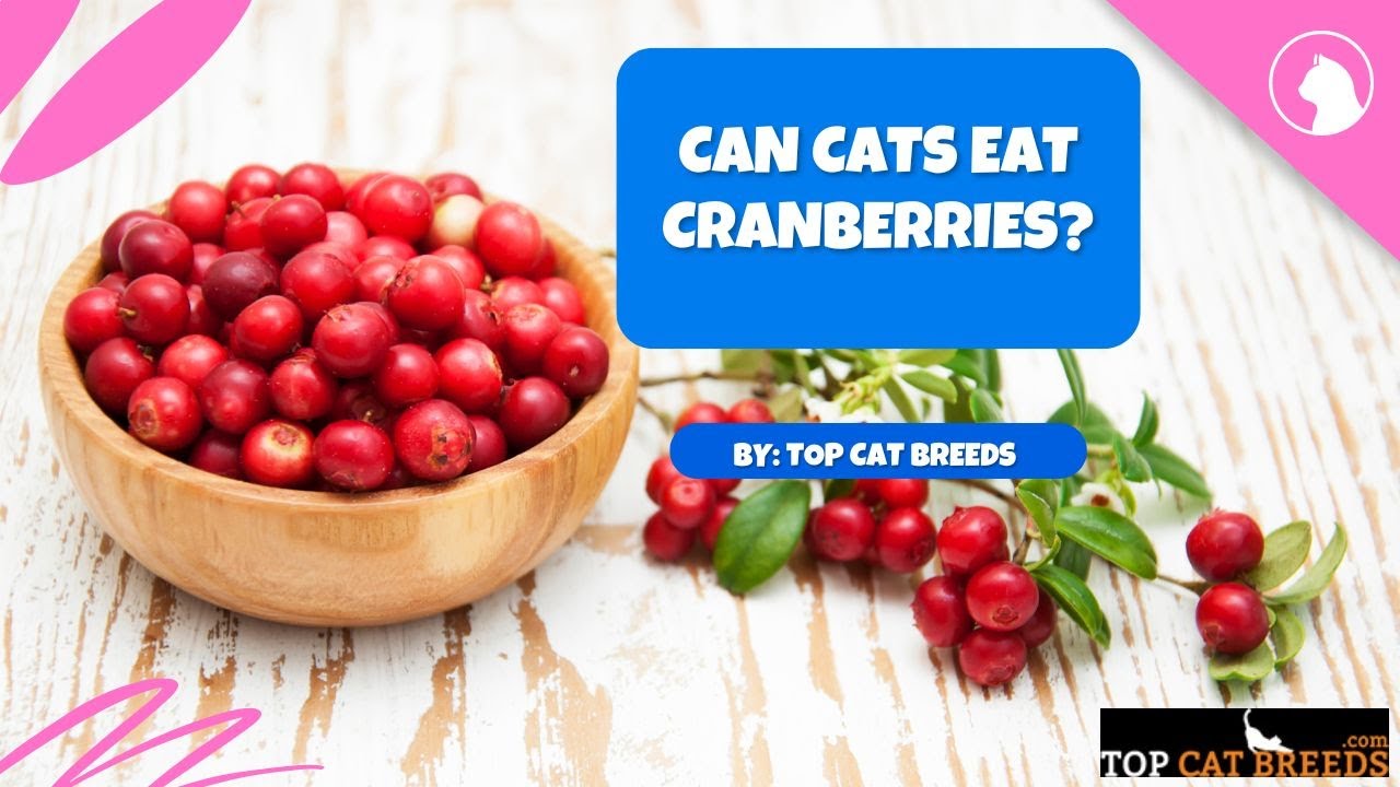 Can Cats Eat Cranberries? | Top Cat Breeds