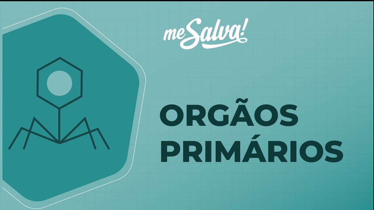 Órgão primários - Imunologia - Me Salva! Saúde
