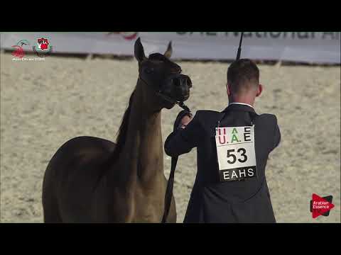 N 53 RABOOBA AL HAWAJER   UAE Nationals 2019