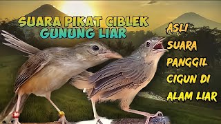 Download lagu SUARA PIKAT CIBLEK GUNUNG(CIGUN) PALING MUJARAB mp3 Download lagu SUARA PIKAT CIBLEK GUNUNG(CIGUN) PALING MUJARAB mp3
