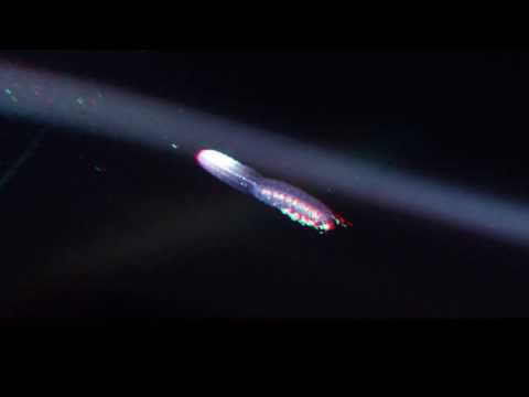 Blackwater diving in Kona 3-'16 in 3D