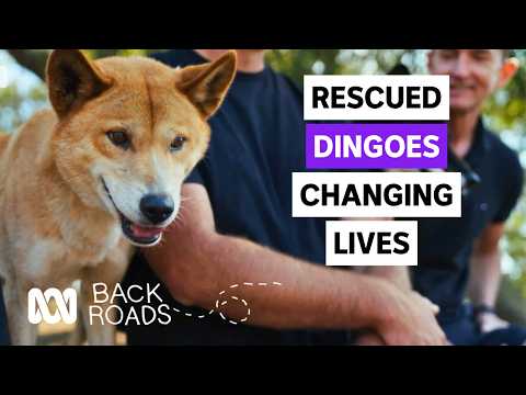 Meet the rescued dingoes helping at-risk youth | Back Roads | ABC iview